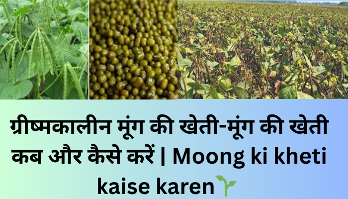 ग्रीष्मकालीन मूंग की खेती-मूंग की खेती कब और कैसे करें | Moong ki kheti kaise karen🌱
