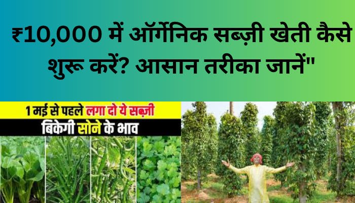 ₹10,000 में ऑर्गेनिक सब्ज़ी खेती कैसे शुरू करें? आसान तरीका जानें"